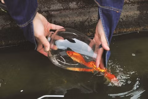 Le Têt et ses rites traditionnels ảnh 1