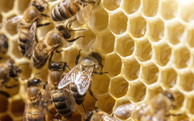 Le Vietnam et la Bulgarie coopèrent dans l’analyse phytochimique de la propolis vietnamienne ảnh 1 Le Vietnam et la Bulgarie coopèrent dans l’analyse phytochimique de la propolis vietnamienne ảnh 1