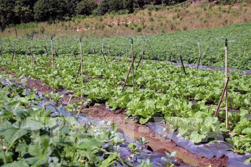 De nombreux projets d'investissement dans l’agriculture high-tech à Quang Tri ảnh 1 De nombreux projets d'investissement dans l’agriculture high-tech à Quang Tri ảnh 1