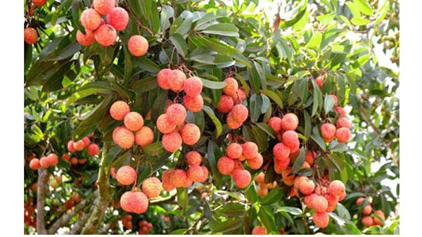 Les litchis de la province de Bac Giang sont exportés dans 30 pays ảnh 1 Les litchis de la province de Bac Giang sont exportés dans 30 pays ảnh 1
