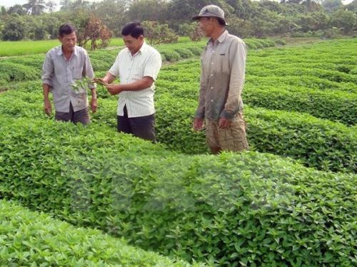 Le groupe japonais Horimasa veut investir dans l'agriculture bio et l'éducation à An Giang ảnh 1