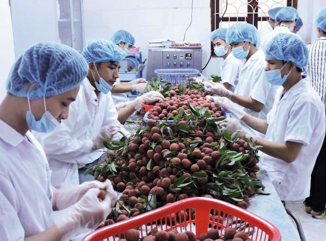 Exportations de fruits et légumes en forte hausse ảnh 1 Exportations de fruits et légumes en forte hausse ảnh 1