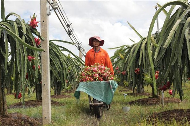 Colloque sur la promotion de la consommation des fruits du dragon de Binh Thuan en Inde ảnh 1 Colloque sur la promotion de la consommation des fruits du dragon de Binh Thuan en Inde ảnh 1