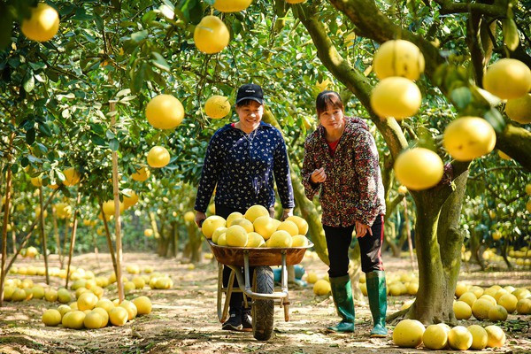Hanoï développe la culture des arbres fruitiers associée à l'éco-tourisme ảnh 1 Hanoï développe la culture des arbres fruitiers associée à l'éco-tourisme ảnh 1