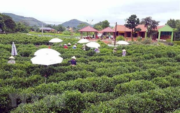 Le tourisme communautaire associé à la théiculture se développe à Thai Nguyen ảnh 2 Le tourisme communautaire associé à la théiculture se développe à Thai Nguyen ảnh 2