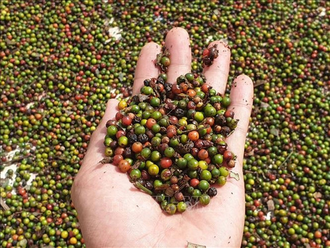 Les exportations de poivre vers la Chine établissent un nouveau record ảnh 1 Les exportations de poivre vers la Chine établissent un nouveau record ảnh 1
