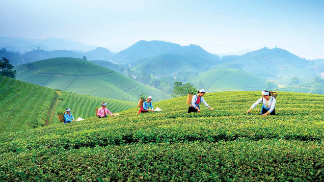 Le tourisme communautaire associé à la théiculture se développe à Thai Nguyen ảnh 1 Le tourisme communautaire associé à la théiculture se développe à Thai Nguyen ảnh 1