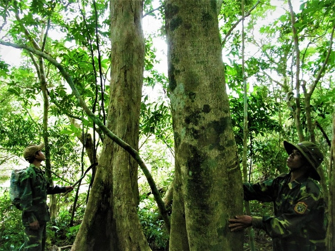 La première forêt communautaire au Vietnam à obtenir un certificat international ảnh 1 La première forêt communautaire au Vietnam à obtenir un certificat international ảnh 1
