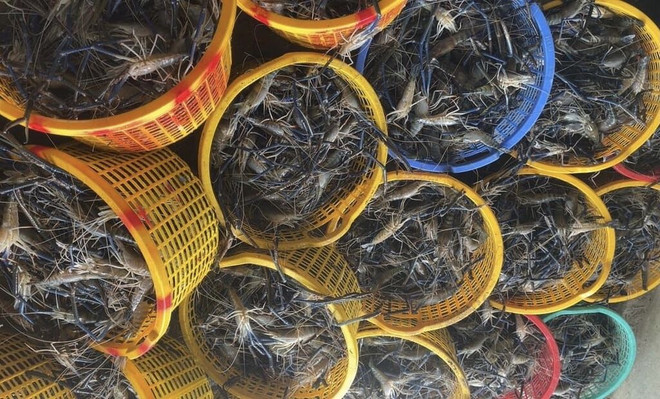 Bac Liêu promeut l’aquaculture adaptée au changement climatique ảnh 1 Bac Liêu promeut l’aquaculture adaptée au changement climatique ảnh 1