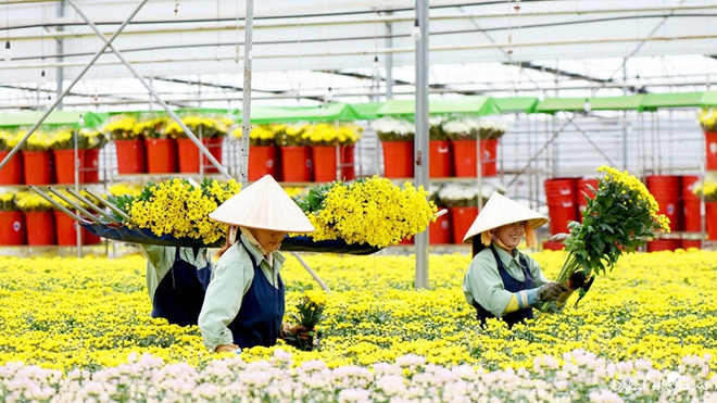 Plus de 55 millions de dollars d'exportation de chrysanthèmes ảnh 1 Plus de 55 millions de dollars d'exportation de chrysanthèmes ảnh 1