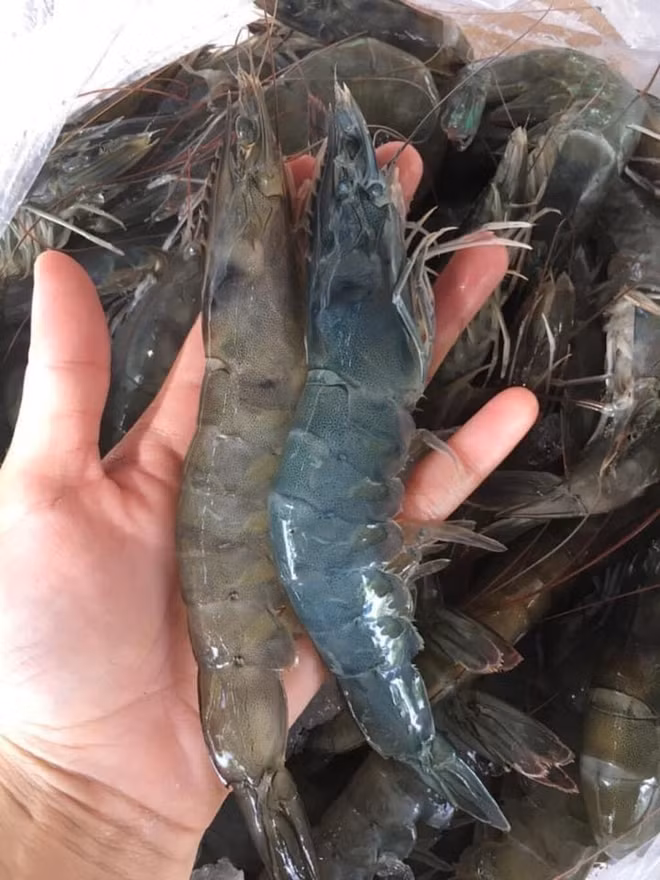 Bên Tre renforce la crevetticulture de haute technologie ảnh 1