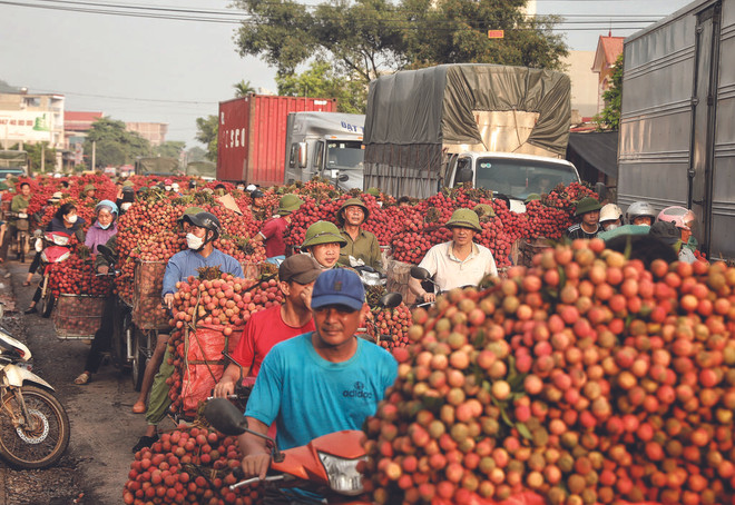 Bac Giang diversifie ses produits à base de litchi ảnh 1 Bac Giang diversifie ses produits à base de litchi ảnh 1