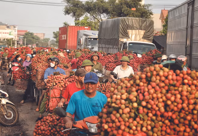 Bac Giang diversifie ses produits à base de litchi ảnh 1