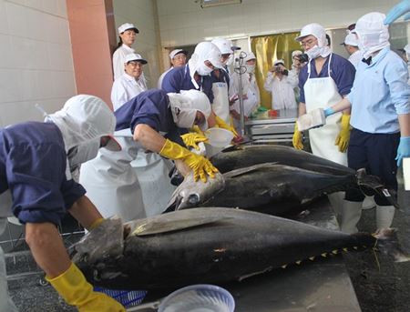 Les exportations de thon au Moyen-Orient poursuivent sur leur lancée ảnh 1  Les exportations de thon au Moyen-Orient poursuivent sur leur lancée ảnh 1