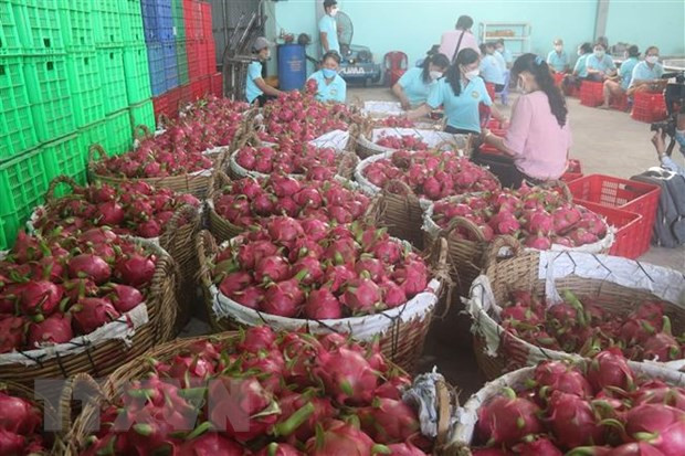  Promotion des exportations vietnamiennes de pitaya vers l’Australie et la Nouvelle-Zélande ảnh 1