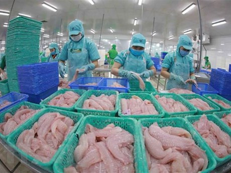 Rebond des exportations nationales de pangasius au premier trimestre 2022 ảnh 1 Rebond des exportations nationales de pangasius au premier trimestre 2022 ảnh 1