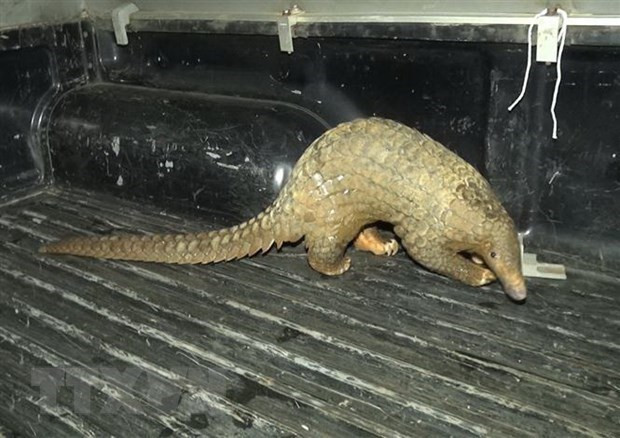 Dak Nong : poursuite en justice d'une détentrice illégale d’animaux sauvages ảnh 1 Dak Nong : poursuite en justice d'une détentrice illégale d’animaux sauvages ảnh 1