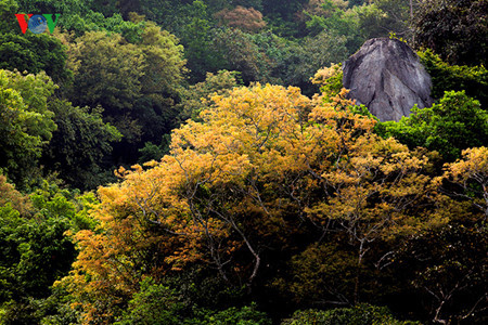 Découvrir la péninsule de Son Trà à Dà Nang ảnh 2 Découvrir la péninsule de Son Trà à Dà Nang ảnh 2