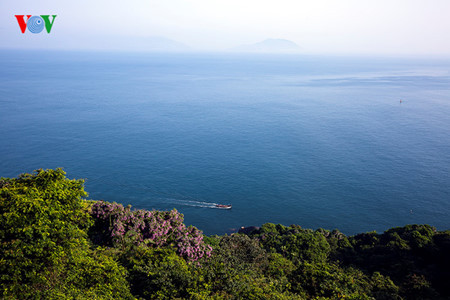 Découvrir la péninsule de Son Trà à Dà Nang ảnh 5 Découvrir la péninsule de Son Trà à Dà Nang ảnh 5