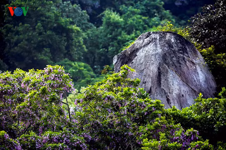 Découvrir la péninsule de Son Trà à Dà Nang ảnh 3