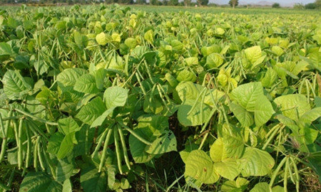 Nouvelle ruralité : Ninh Thuân s’adapte pour survivre ảnh 1 Nouvelle ruralité : Ninh Thuân s’adapte pour survivre ảnh 1