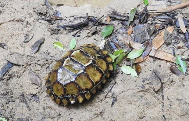 Quelques individus de la tortue terrestre Manouria impressa vus à Khanh Hoa ảnh 1 Quelques individus de la tortue terrestre Manouria impressa vus à Khanh Hoa ảnh 1