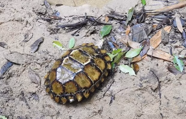 Quelques individus de la tortue terrestre Manouria impressa vus à Khanh Hoa ảnh 1