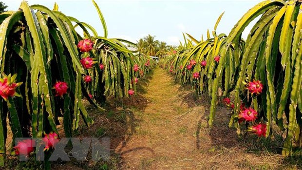 Le journal malaisien The Star a mis en valeur les fruits vietnamiens. ảnh 1 Le journal malaisien The Star a mis en valeur les fruits vietnamiens. ảnh 1