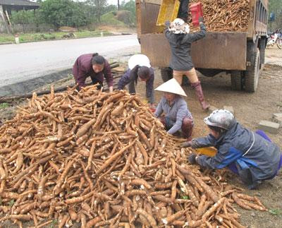 Les exportations nationales de manioc et de produits dérivés se portent bien ảnh 1 Les exportations nationales de manioc et de produits dérivés se portent bien ảnh 1