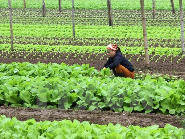 Un groupe néerlandais construira un centre de production de semis de légumes à Ha Nam ảnh 1 Un groupe néerlandais construira un centre de production de semis de légumes à Ha Nam ảnh 1
