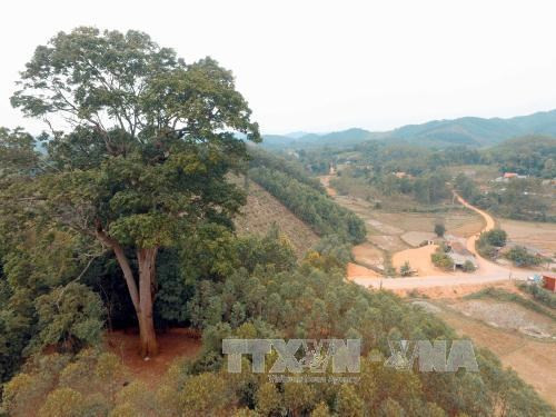 Un nouvel arbre du patrimoine à Bac Giang ảnh 1 Un nouvel arbre du patrimoine à Bac Giang ảnh 1
