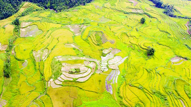 Rizières en terrasses, splendeur du grand tableau naturel de Sapa ảnh 1 Rizières en terrasses, splendeur du grand tableau naturel de Sapa ảnh 1