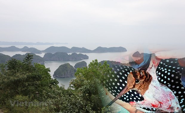 Le Vietnam déterminé à éliminer tous les actes nuisibles des oiseaux migrateurs ảnh 1 Le Vietnam déterminé à éliminer tous les actes nuisibles des oiseaux migrateurs ảnh 1