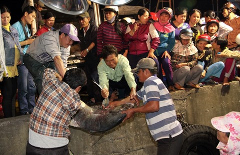 Le rétablissement des activités de pêche suite au scandale de Formosa ảnh 1 Le rétablissement des activités de pêche suite au scandale de Formosa ảnh 1