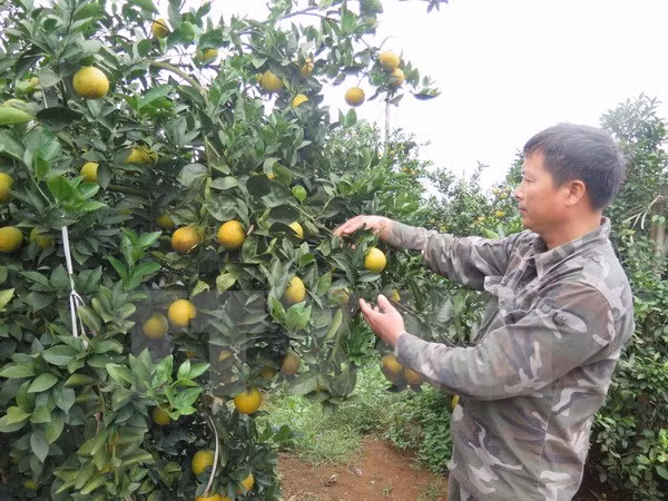 Hoa Binh : ouverture de la 2e Fête des oranges de Cao Phong ảnh 1 Hoa Binh : ouverture de la 2e Fête des oranges de Cao Phong ảnh 1