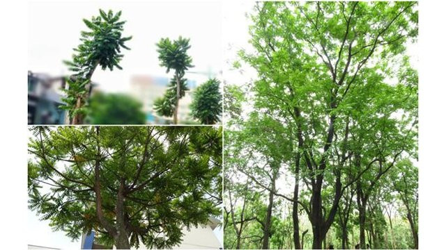 Hanoï: plantation d’arbre à l’occasion de la Fête nationale finlandaise ảnh 1 Hanoï: plantation d’arbre à l’occasion de la Fête nationale finlandaise ảnh 1