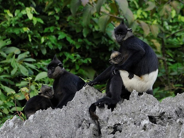 La protection de la faune de l’ASEAN au menu des experts ảnh 1 La protection de la faune de l’ASEAN au menu des experts ảnh 1