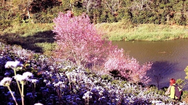 Bientôt la Fête des cerisiers de Dà Lat ảnh 1