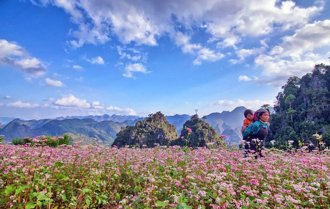 Ha Giang prête pour la 2e fête des fleurs de sarrasin ảnh 1 Ha Giang prête pour la 2e fête des fleurs de sarrasin ảnh 1
