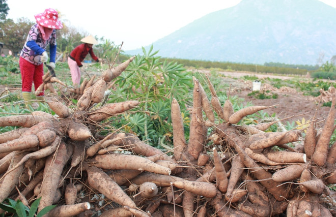 2018: le secteur du manioc commence l'année en beauté ảnh 1 2018: le secteur du manioc commence l'année en beauté ảnh 1