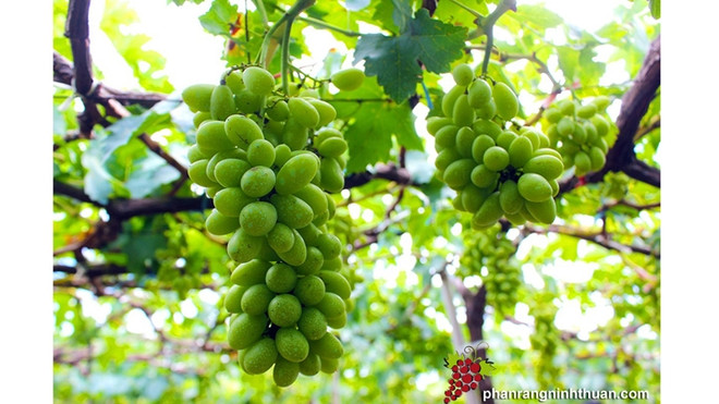 Ninh Thuân mise sur les vastes exploitations pour développer la viticulture ảnh 1 Ninh Thuân mise sur les vastes exploitations pour développer la viticulture ảnh 1