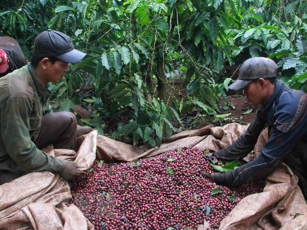 Vietnam et Indonésie veulent impulser leur coopération dans le secteur du café ảnh 1 Vietnam et Indonésie veulent impulser leur coopération dans le secteur du café ảnh 1