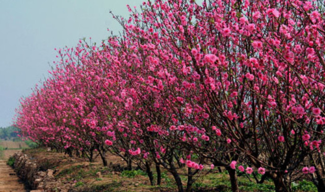 Les fleurs de pêcher de Nhât Tân s'épanouissent sur le haut plateau de Lâm Dông ảnh 1 Les fleurs de pêcher de Nhât Tân s'épanouissent sur le haut plateau de Lâm Dông ảnh 1