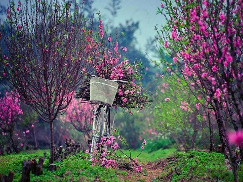 Lang Son : Bientôt la fête des pêchers du Têt Mâu Tuât 2018 ảnh 1