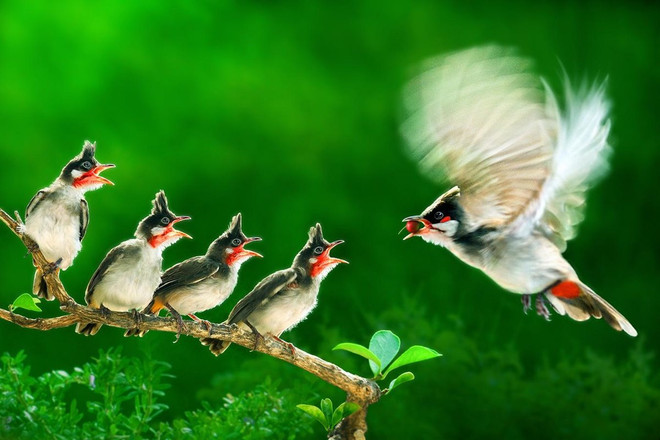 Le Vietnam remporte deux prix d'or au concours international de photos Contrast 2020 ảnh 1