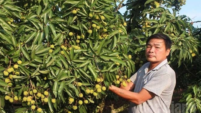 Premier lot de litchis frais vietnamiens exporté aux États-Unis en 2016 ảnh 1 Premier lot de litchis frais vietnamiens exporté aux États-Unis en 2016 ảnh 1