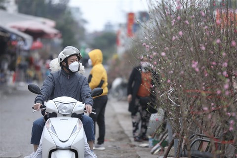 À Hanoï, la culture des kumquats et pêchers est en pleine effervescence ảnh 2