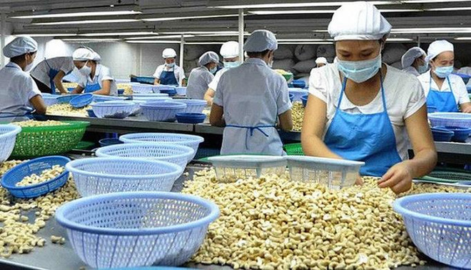 Noix de cajou: prévision de 450.000 tonnes exportées en 2019 ảnh 1 Noix de cajou: prévision de 450.000 tonnes exportées en 2019 ảnh 1