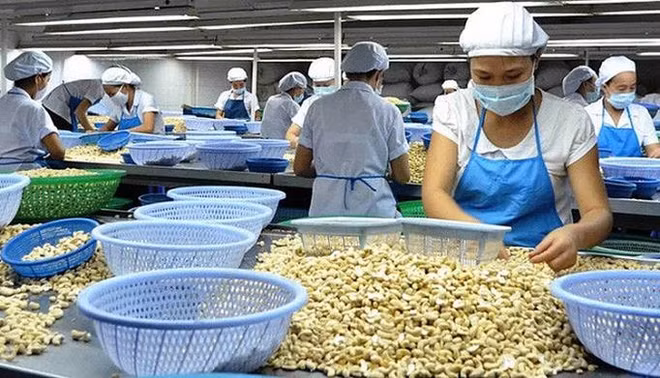 Noix de cajou: prévision de 450.000 tonnes exportées en 2019 ảnh 1
