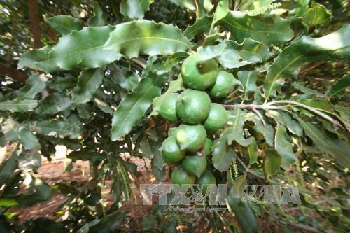 Quang Tri cherche à développer la culture du macadamia ảnh 1